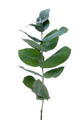Image showing Eucalyptus leaves