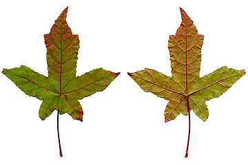 Image showing Two maple leaves