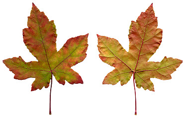 Image showing Two maple leaves
