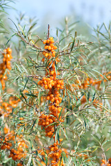 Image showing sea-buckthorn