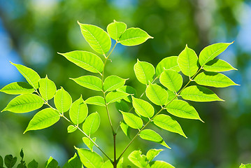 Image showing Green leaves