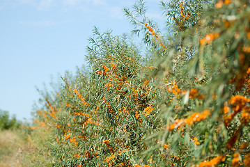 Image showing sea-buckthorn