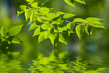 Image showing Green leaves in the water