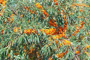 Image showing sea-buckthorn