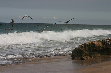 Image showing Pelicans on Shoreline