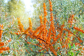 Image showing sea-buckthorn