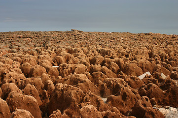 Image showing Coral Reef on Beach