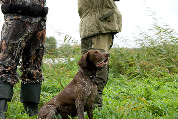 Image showing German pointer hunting