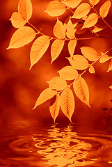 Image showing autumn leaves