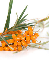 Image showing sea-buckthorn