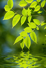 Image showing Green leaves in the water