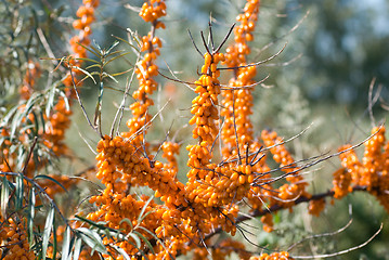 Image showing sea-buckthorn