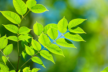 Image showing Green leaves