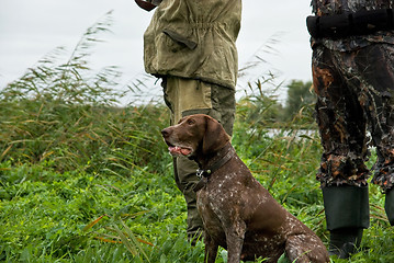 Image showing German pointer hunting