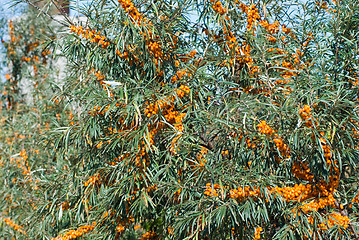 Image showing sea-buckthorn