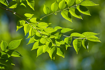 Image showing Green leaves