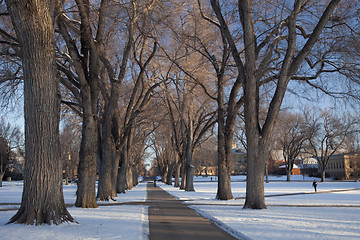 Image showing alley of old elm trees at university campus