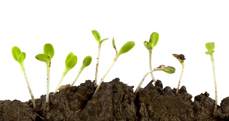 Image showing lettuce seeds germinating