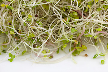 Image showing broccoli, clover and radish sprouts