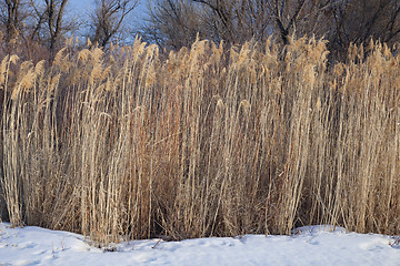 Image showing dried common reed on riverside in winter