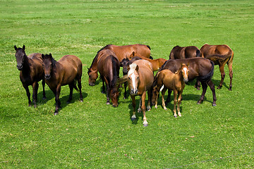 Image showing Herd of horses