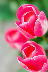 Image showing Delicate tulips