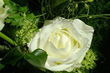 Image showing Rose