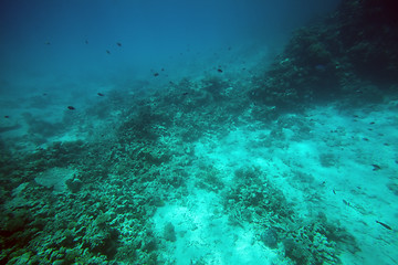 Image showing undersea