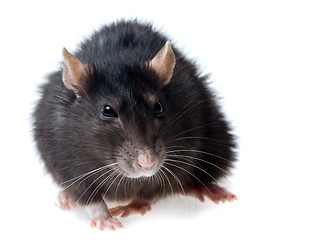 Image showing grey rat