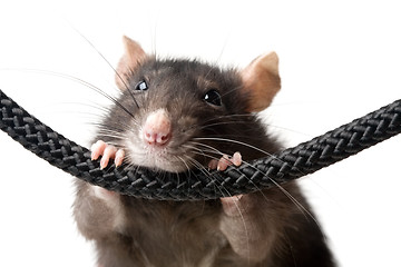 Image showing grey rat portrait