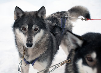 Image showing sled dog