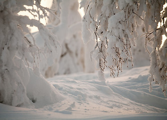 Image showing winter closeup