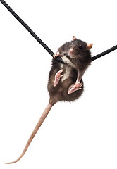 Image showing grey rat on rope