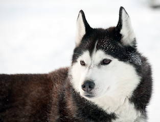 Image showing northern sled dog