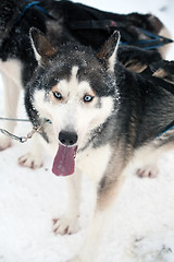 Image showing husky