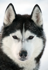 Image showing Malamute dog portrait