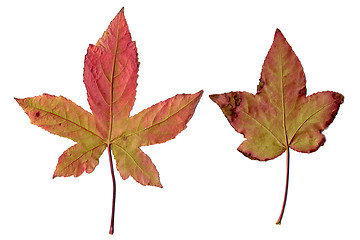 Image showing Maple leaves