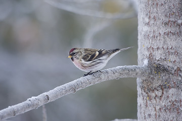 Image showing Redpoll