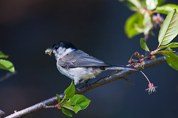 Image showing Marsh tit