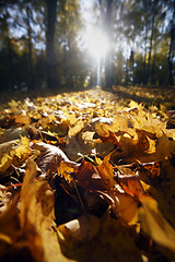 Image showing Autumn leaf 