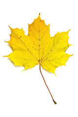 Image showing Autumn yellow maple leaf