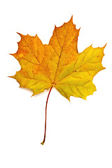 Image showing Autumn yellow maple leaf 