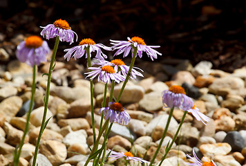 Image showing Felicia amelloides (Blue Marguerite)