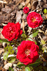 Image showing Four small red roses