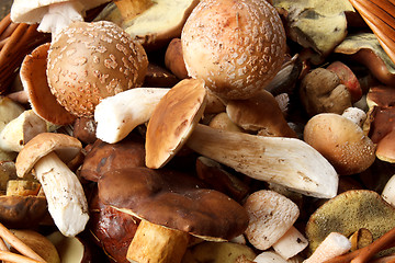 Image showing detail of fresh autumn mushroom