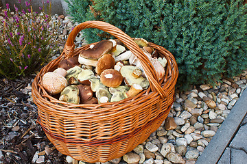 Image showing Full basket of fresh autumn mushroom, founded in forest