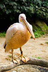 Image showing pelican (Pelicanus onocrotalus) posing in camera 