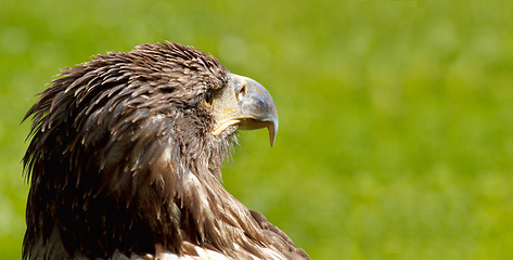 Image showing BigSea Eagle (Haliaeetus albicill) looking for prey