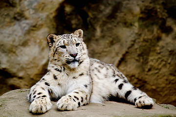 Image showing Snow Leopard Irbis (Panthera uncia) looking ahead