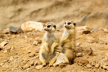 Image showing Two Suricata suricatta